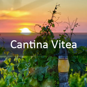 Cantina Vitea